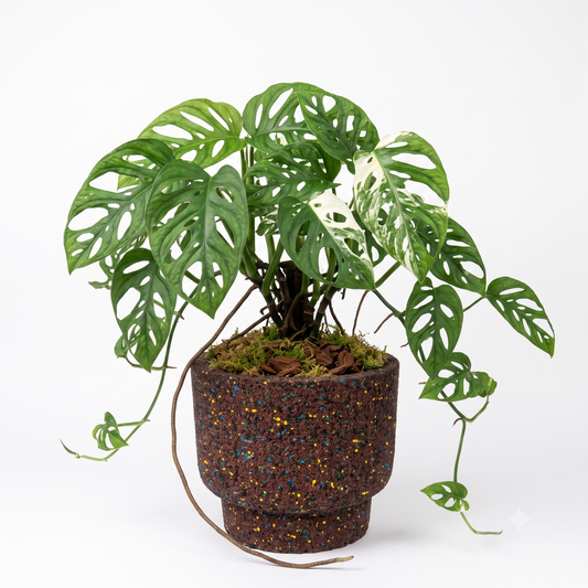 Vaso tondo con base rialzata colore terra ambientato con una pianta