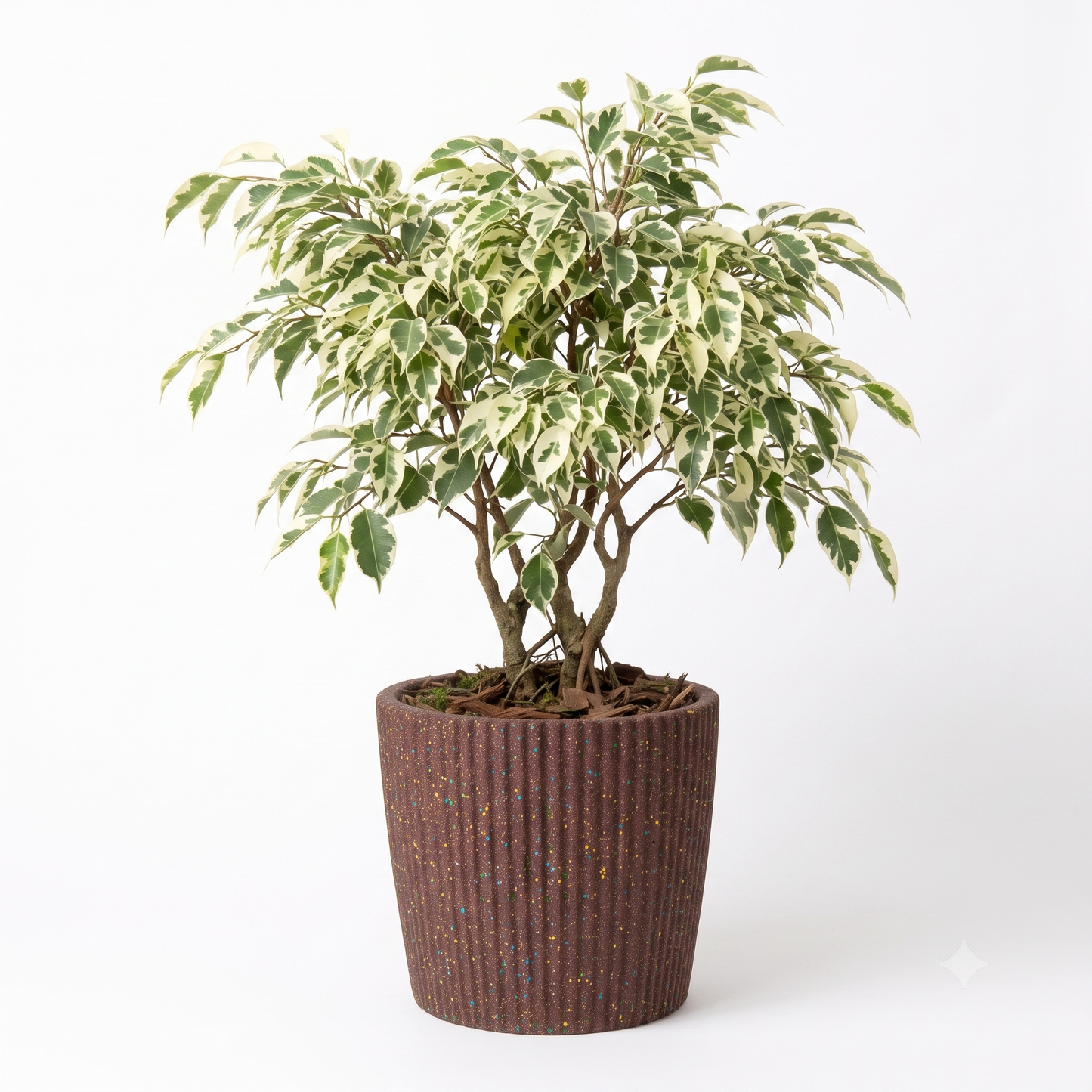 Rectangular Pot